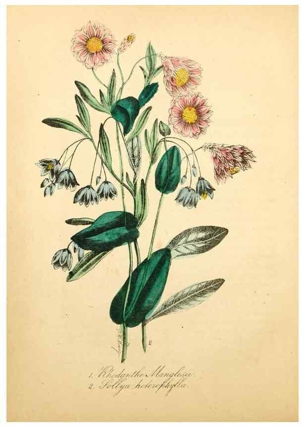 Reproducción/Reproduction 49781615722: The American flora :. New York :Hull & Spencer,1855.. 