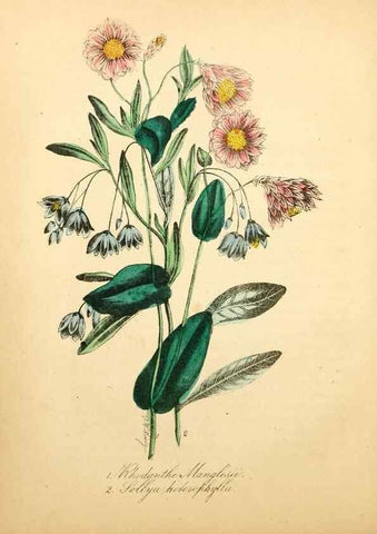 Reproducción/Reproduction 49781615722: The American flora :. New York :Hull & Spencer,1855.. 