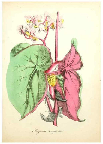 Reproducción/Reproduction 49781285071: The American flora :. New York :Hull & Spencer,1855.. 