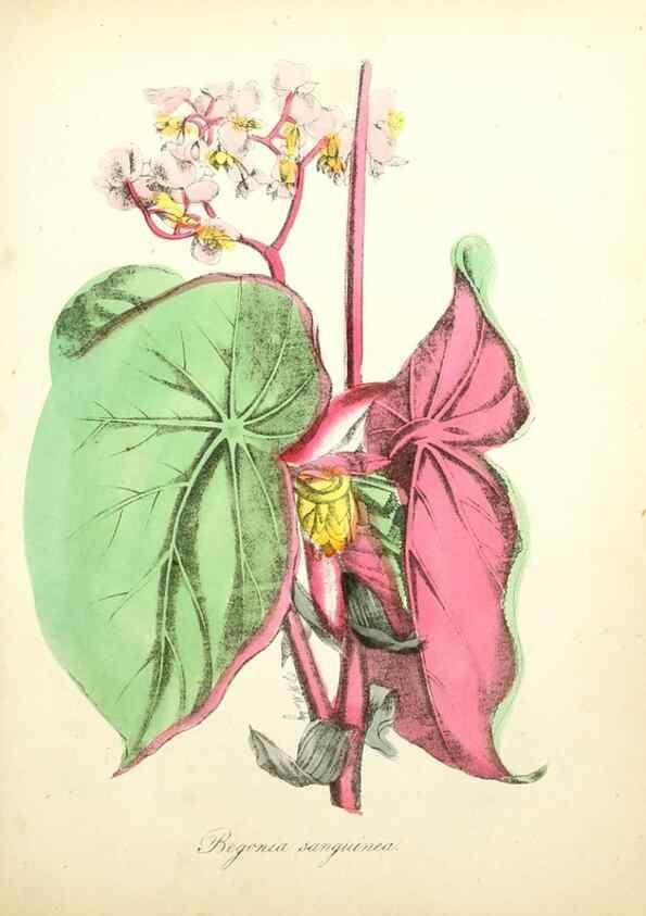 Reproducción/Reproduction 49781285071: The American flora :. New York :Hull & Spencer,1855.. 