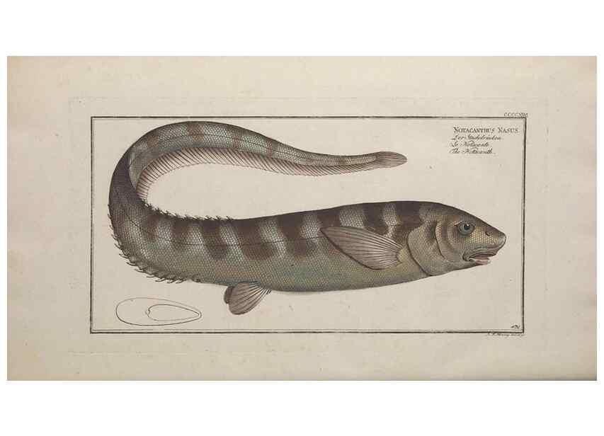 Reproducción/Reproduction 49774608851: Ichtyologie, ou, Histoire naturelle, générale et particulière des poissons :. A Berlin :Chez l'auteur, & chez François de la Garde libraire,1785-1797.. 