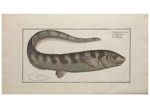 Reproducción/Reproduction 49774608851: Ichtyologie, ou, Histoire naturelle, générale et particulière des poissons :. A Berlin :Chez l'auteur, & chez François de la Garde libraire,1785-1797.. 