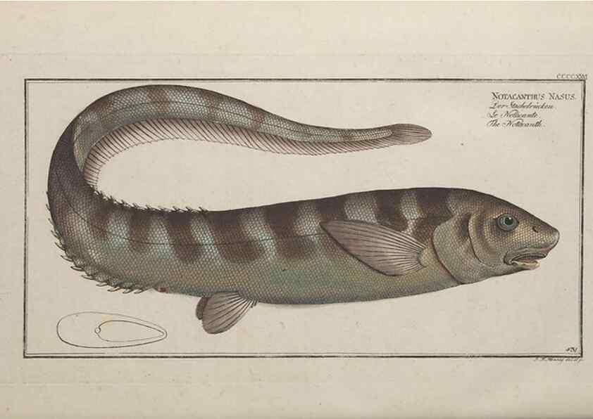 Reproducción/Reproduction 49774608851: Ichtyologie, ou, Histoire naturelle, générale et particulière des poissons :. A Berlin :Chez l'auteur, & chez François de la Garde libraire,1785-1797.. 