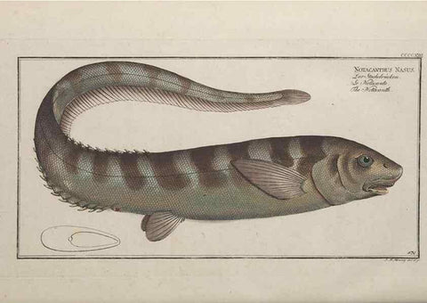 Reproducción/Reproduction 49774608851: Ichtyologie, ou, Histoire naturelle, générale et particulière des poissons :. A Berlin :Chez l'auteur, & chez François de la Garde libraire,1785-1797.. 