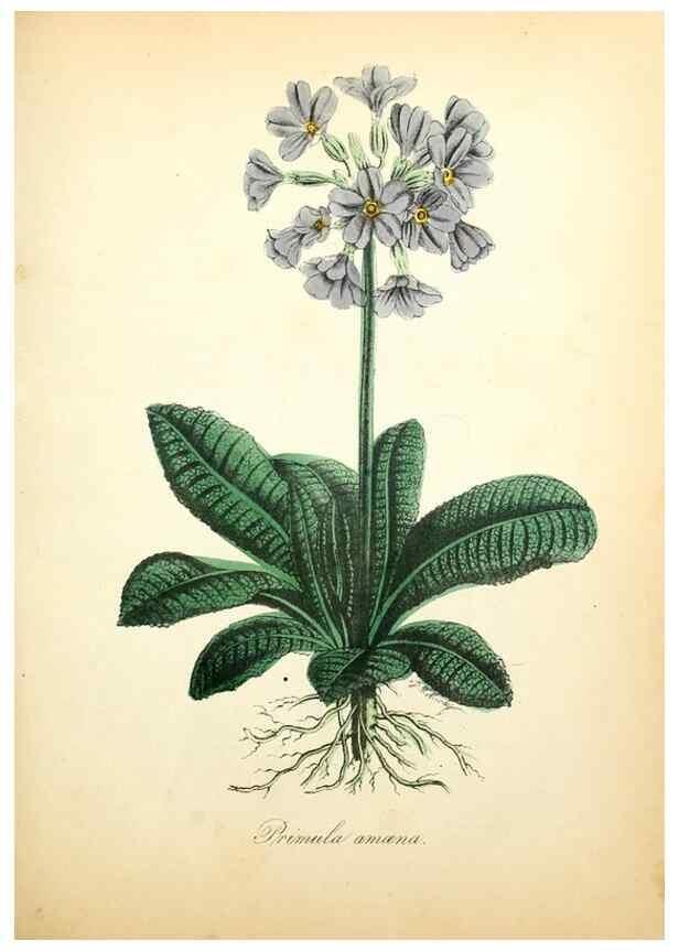 Reproducción/Reproduction 49781616492: The American flora :. New York :Hull & Spencer,1855.. 
