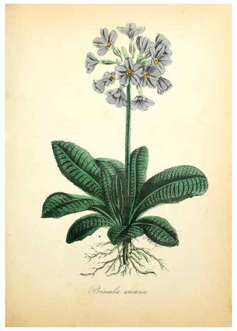 Reproducción/Reproduction 49781616492: The American flora :. New York :Hull & Spencer,1855.. 