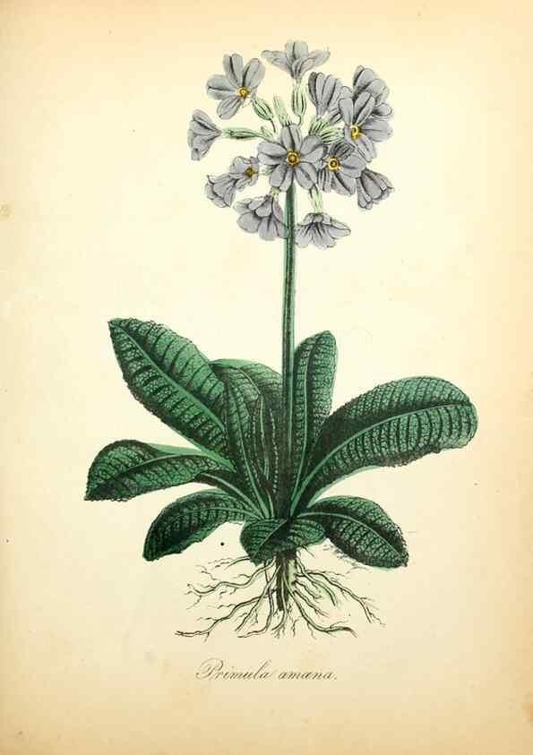 Reproducción/Reproduction 49781616492: The American flora :. New York :Hull & Spencer,1855.. 