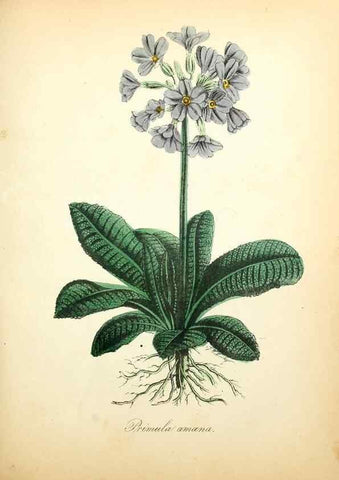 Reproducción/Reproduction 49781616492: The American flora :. New York :Hull & Spencer,1855.. 
