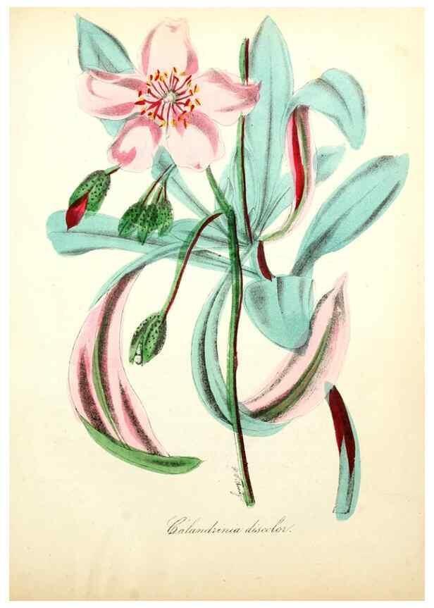 Reproducción/Reproduction 49781617137: The American flora :. New York :Hull & Spencer,1855.. 