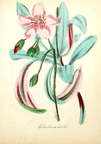 Reproducción/Reproduction 49781617137: The American flora :. New York :Hull & Spencer,1855.. 