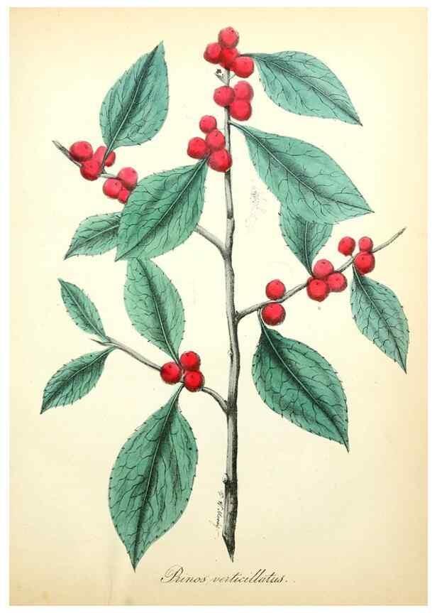Reproducción/Reproduction 49781286286: The American flora :. New York :Hull & Spencer,1855.. 