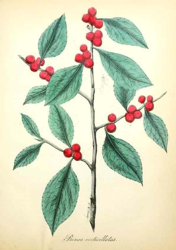 Reproducción/Reproduction 49781286286: The American flora :. New York :Hull & Spencer,1855.. 