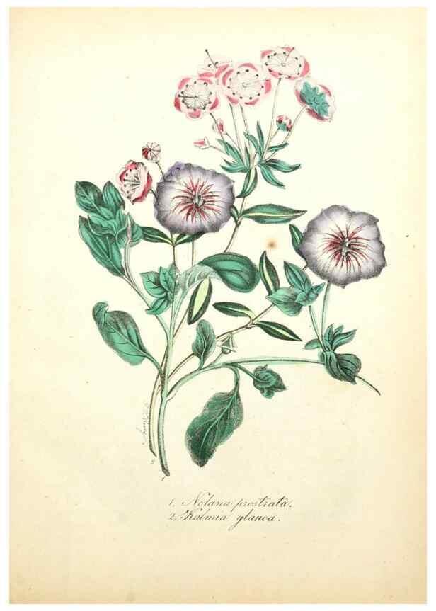 Reproducción/Reproduction 49781617762: The American flora :. New York :Hull & Spencer,1855.. 