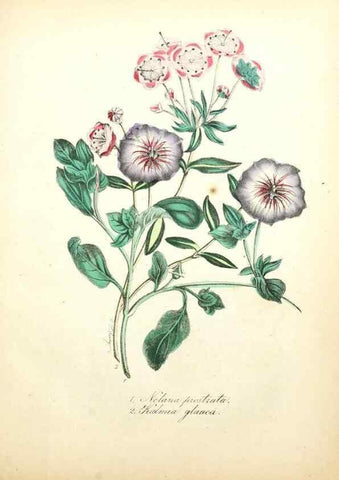 Reproducción/Reproduction 49781617762: The American flora :. New York :Hull & Spencer,1855.. 