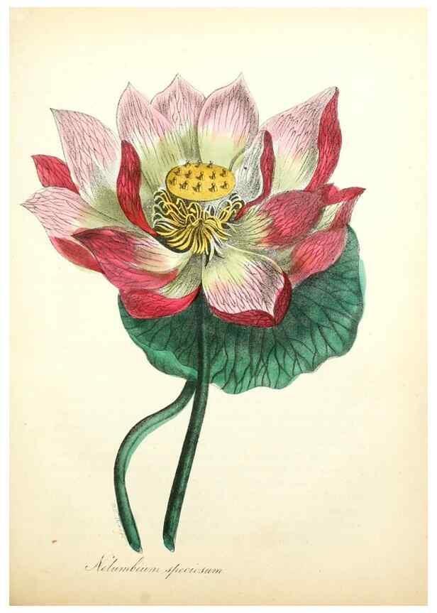 Reproducción/Reproduction 49781618162: The American flora :. New York :Hull & Spencer,1855.. 