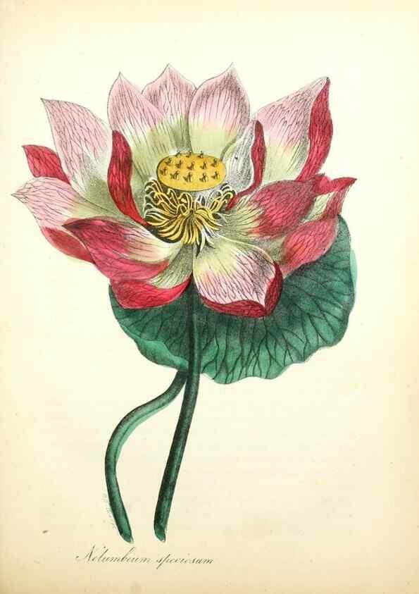 Reproducción/Reproduction 49781618162: The American flora :. New York :Hull & Spencer,1855.. 