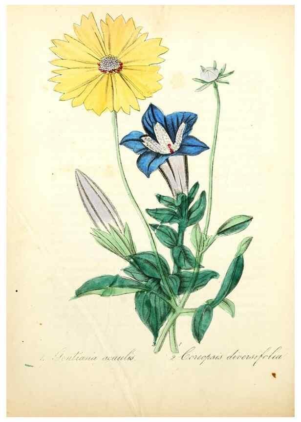 Reproducción/Reproduction 49780747778: The American flora :. New York :Hull & Spencer,1855.. 