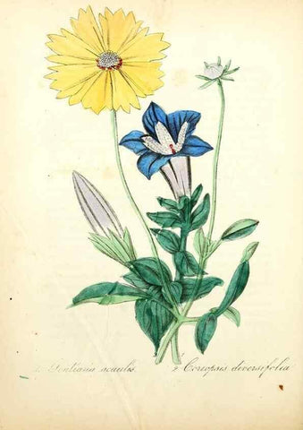 Reproducción/Reproduction 49780747778: The American flora :. New York :Hull & Spencer,1855.. 