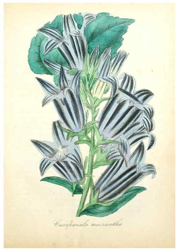 Reproducción/Reproduction 49781618797: The American flora :. New York :Hull & Spencer,1855.. 