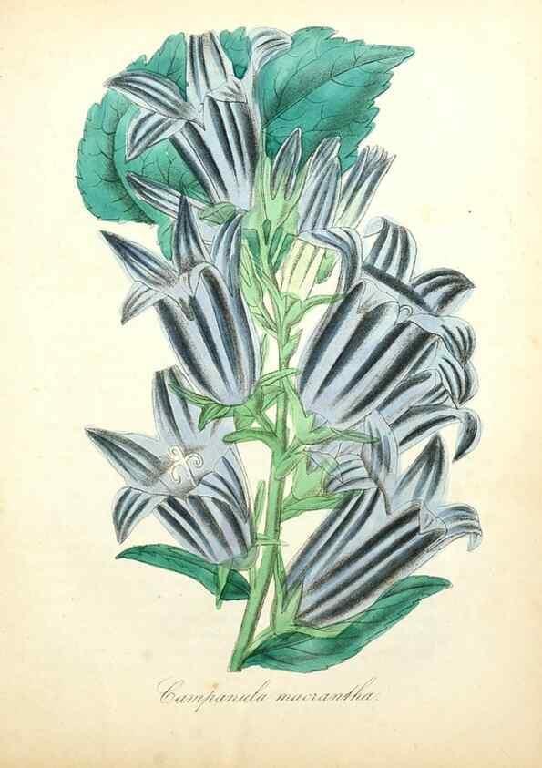 Reproducción/Reproduction 49781618797: The American flora :. New York :Hull & Spencer,1855.. 