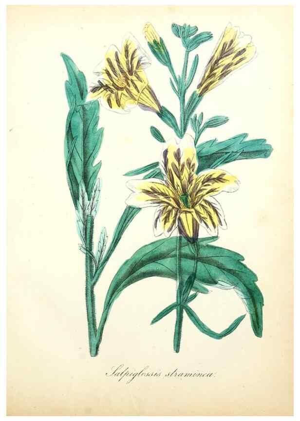 Reproducción/Reproduction 49781287926: The American flora :. New York :Hull & Spencer,1855.. 