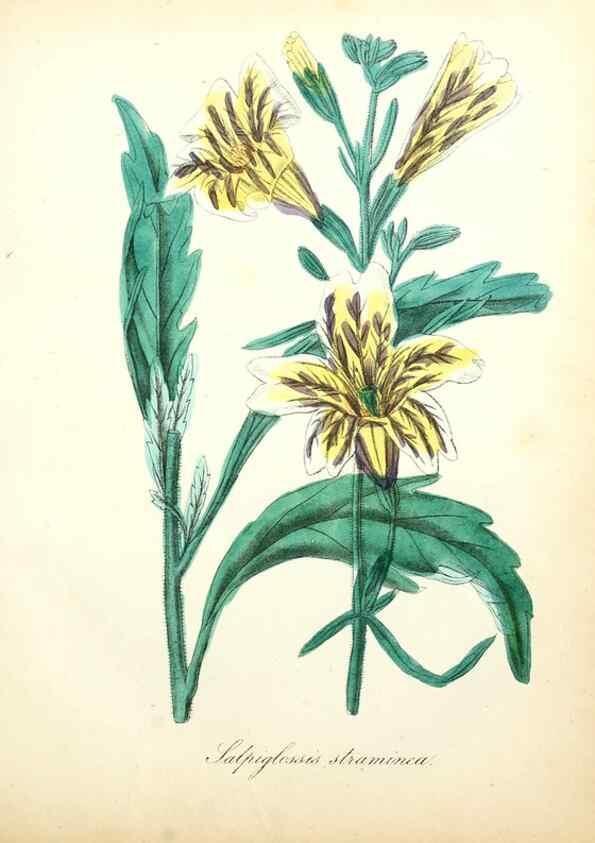 Reproducción/Reproduction 49781287926: The American flora :. New York :Hull & Spencer,1855.. 