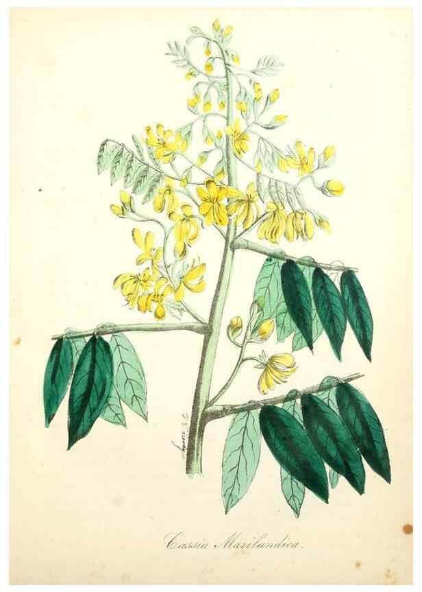 Reproducción/Reproduction 49781285681: The American flora :. New York :Hull & Spencer,1855.. 