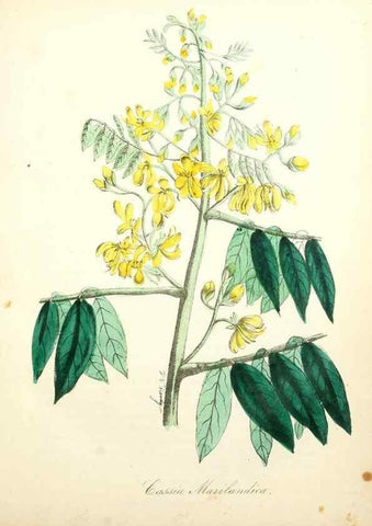 Reproducción/Reproduction 49781285681: The American flora :. New York :Hull & Spencer,1855.. 