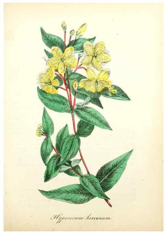 Reproducción/Reproduction 49781625867: The American flora :. New York :Hull & Spencer,1855.. 