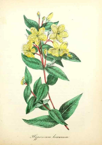 Reproducción/Reproduction 49781625867: The American flora :. New York :Hull & Spencer,1855.. 