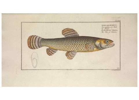Reproducción/Reproduction 49774898267: Ichtyologie, ou, Histoire naturelle, générale et particulière des poissons :. A Berlin :Chez l'auteur, & chez François de la Garde libraire,1785-1797.. 