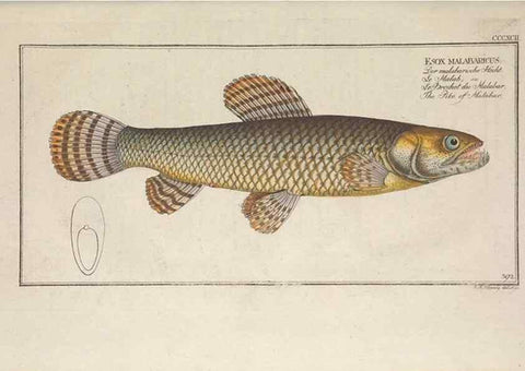 Reproducción/Reproduction 49774898267: Ichtyologie, ou, Histoire naturelle, générale et particulière des poissons :. A Berlin :Chez l'auteur, & chez François de la Garde libraire,1785-1797.. 