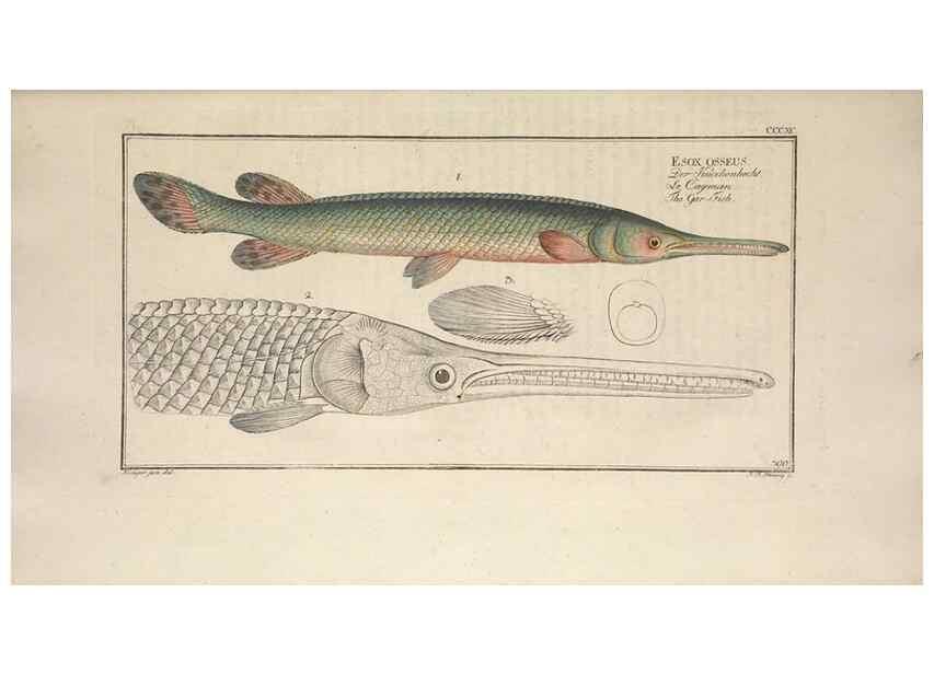 Reproducción/Reproduction 49774036168: Ichtyologie, ou, Histoire naturelle, générale et particulière des poissons :. A Berlin :Chez l'auteur, & chez François de la Garde libraire,1785-1797.. 