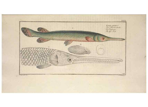 Reproducción/Reproduction 49774036168: Ichtyologie, ou, Histoire naturelle, générale et particulière des poissons :. A Berlin :Chez l'auteur, & chez François de la Garde libraire,1785-1797.. 
