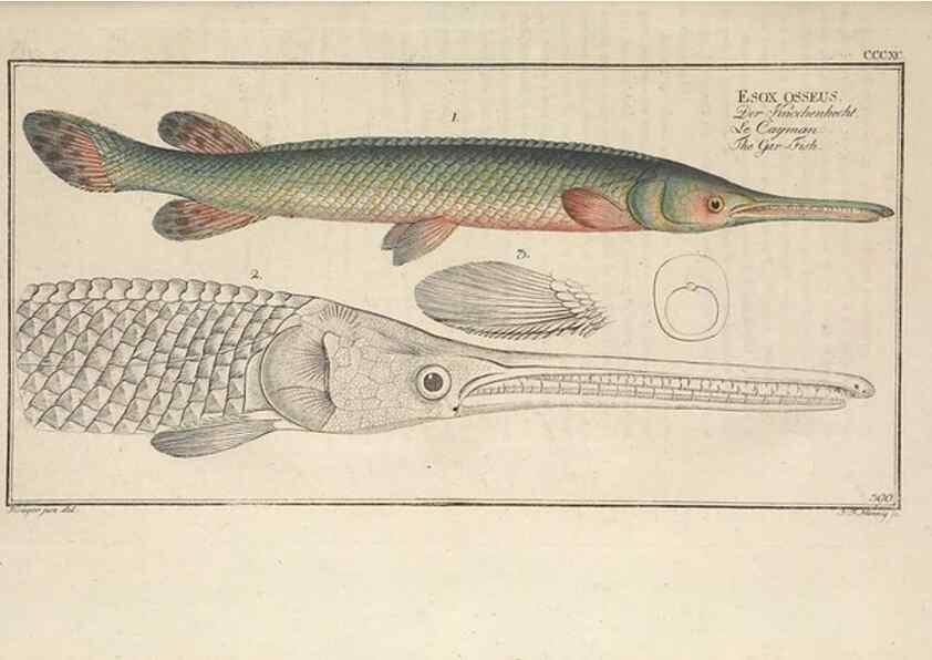 Reproducción/Reproduction 49774036168: Ichtyologie, ou, Histoire naturelle, générale et particulière des poissons :. A Berlin :Chez l'auteur, & chez François de la Garde libraire,1785-1797.. 