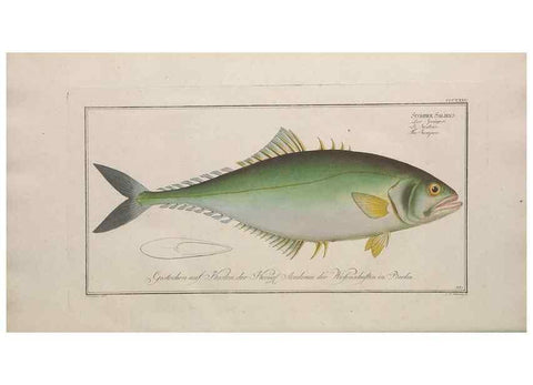Reproducción/Reproduction 49774487436: Ichtyologie, ou, Histoire naturelle, générale et particulière des poissons :. A Berlin :Chez l'auteur, & chez François de la Garde libraire,1785-1797.. 
