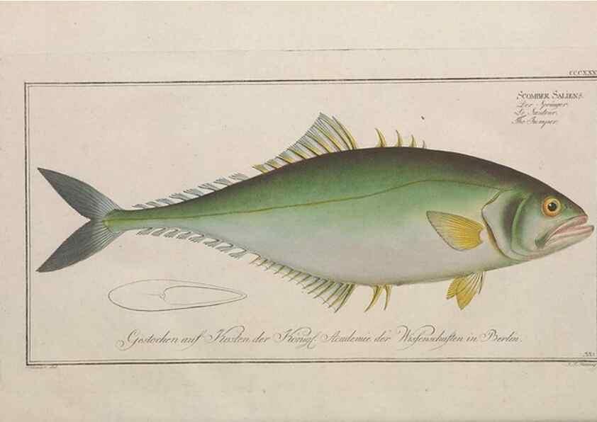 Reproducción/Reproduction 49774487436: Ichtyologie, ou, Histoire naturelle, générale et particulière des poissons :. A Berlin :Chez l'auteur, & chez François de la Garde libraire,1785-1797.. 