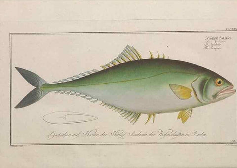 Reproducción/Reproduction 49774487436: Ichtyologie, ou, Histoire naturelle, générale et particulière des poissons :. A Berlin :Chez l'auteur, & chez François de la Garde libraire,1785-1797.. 