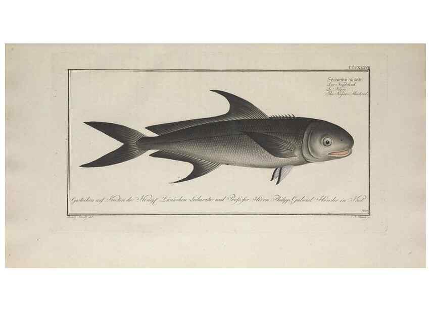 Reproducción/Reproduction 49774487791: Ichtyologie, ou, Histoire naturelle, générale et particulière des poissons :. A Berlin :Chez l'auteur, & chez François de la Garde libraire,1785-1797.. 