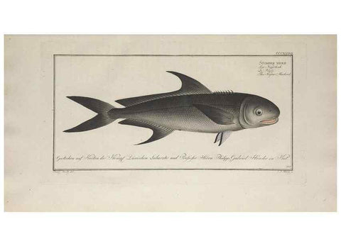 Reproducción/Reproduction 49774487791: Ichtyologie, ou, Histoire naturelle, générale et particulière des poissons :. A Berlin :Chez l'auteur, & chez François de la Garde libraire,1785-1797.. 