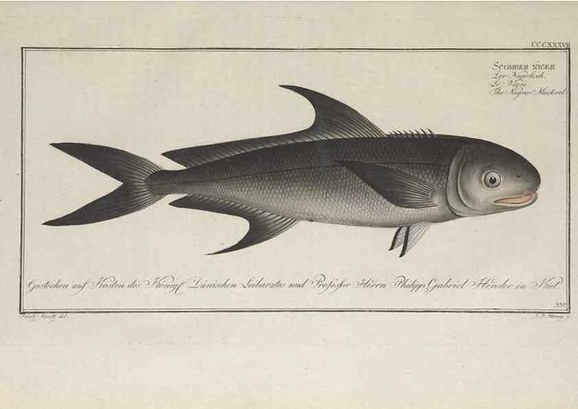 Reproducción/Reproduction 49774487791: Ichtyologie, ou, Histoire naturelle, générale et particulière des poissons :. A Berlin :Chez l'auteur, & chez François de la Garde libraire,1785-1797.. 