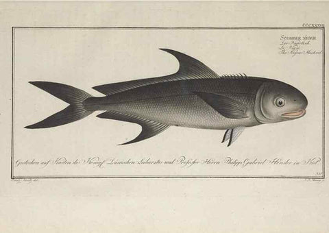 Reproducción/Reproduction 49774487791: Ichtyologie, ou, Histoire naturelle, générale et particulière des poissons :. A Berlin :Chez l'auteur, & chez François de la Garde libraire,1785-1797.. 
