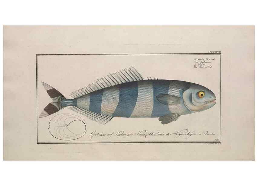Reproducción/Reproduction 49773958508: Ichtyologie, ou, Histoire naturelle, générale et particulière des poissons :. A Berlin :Chez l'auteur, & chez François de la Garde libraire,1785-1797.. 