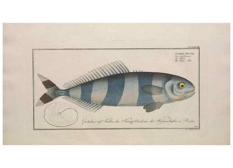 Reproducción/Reproduction 49773958508: Ichtyologie, ou, Histoire naturelle, générale et particulière des poissons :. A Berlin :Chez l'auteur, & chez François de la Garde libraire,1785-1797.. 