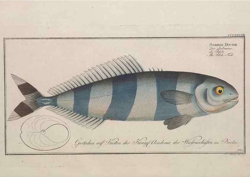 Reproducción/Reproduction 49773958508: Ichtyologie, ou, Histoire naturelle, générale et particulière des poissons :. A Berlin :Chez l'auteur, & chez François de la Garde libraire,1785-1797.. 
