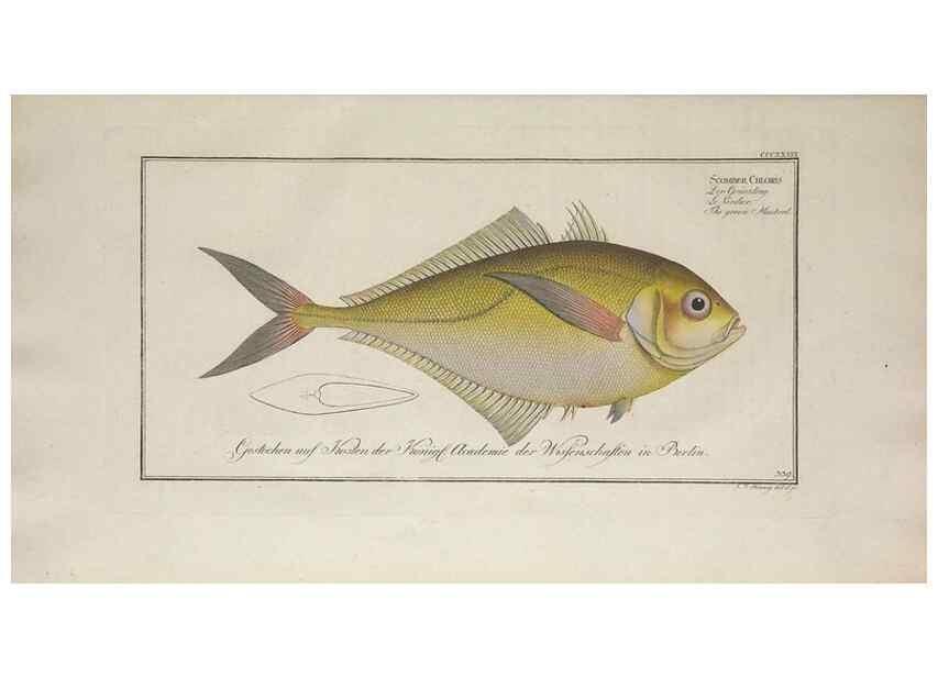 Reproducción/Reproduction 49773958793: Ichtyologie, ou, Histoire naturelle, générale et particulière des poissons :. A Berlin :Chez l'auteur, & chez François de la Garde libraire,1785-1797.. 