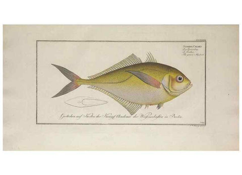 Reproducción/Reproduction 49773958793: Ichtyologie, ou, Histoire naturelle, générale et particulière des poissons :. A Berlin :Chez l'auteur, & chez François de la Garde libraire,1785-1797.. 