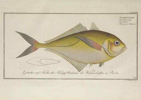 Reproducción/Reproduction 49773958793: Ichtyologie, ou, Histoire naturelle, générale et particulière des poissons :. A Berlin :Chez l'auteur, & chez François de la Garde libraire,1785-1797.. 