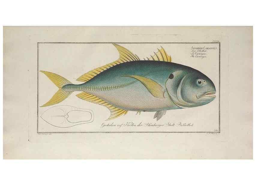 Reproducción/Reproduction 49774820157: Ichtyologie, ou, Histoire naturelle, générale et particulière des poissons :. A Berlin :Chez l'auteur, & chez François de la Garde libraire,1785-1797.. 