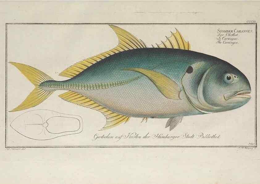 Reproducción/Reproduction 49774820157: Ichtyologie, ou, Histoire naturelle, générale et particulière des poissons :. A Berlin :Chez l'auteur, & chez François de la Garde libraire,1785-1797.. 